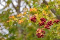 Leaves of Hawthorn plant with red berries, also called Thornapple, May-tree, Whitethorn, Hawberry