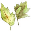 Leaves of hawthorn in a watercolor style isolated.