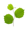 The leaves of the hazelnut on white background