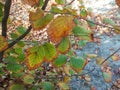 Leaves hazelnuts Royalty Free Stock Photo