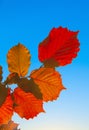 Leaves of a hazlenut tree in intensive red light Royalty Free Stock Photo