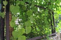 Leaves of heart-leaved moonseed, Tinospora cordifolia Royalty Free Stock Photo