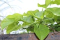 Leaves of heart-leaved moonseed, Tinospora cordifolia Royalty Free Stock Photo
