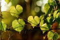 Leaves heart shape Royalty Free Stock Photo