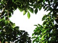 Leaves are heart-shaped frame Royalty Free Stock Photo