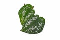 Leaves of `Scindapsus Pictus Argyraeus`, also called `Satin Pothos` with velvet texture and silver spot pattern