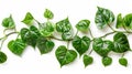 Leaves of a heart-shaped vine, devil's ivy, golden pothos, isolated on a white background, clipping path included. Royalty Free Stock Photo