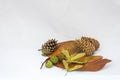 Leaves, helicopter seeds, and small conker shells and pinecones on a white background