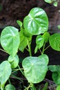 The leaves of hernandia, a genus of flowering plant in the family Hernandiaceae