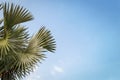 Leaves of high palm trees Livistona Rotundifolia or fan palm o