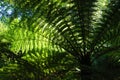 Leaves of tree fern, New Zealand