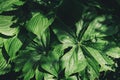 Leaves of Himalayan mayapple in garden. Sunny day. Royalty Free Stock Photo