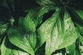 Leaves of Himalayan mayapple in garden. Sunny day. Royalty Free Stock Photo