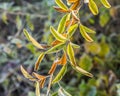 Leaves with hoar frost in winter Royalty Free Stock Photo