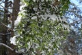 Leaves of holm oak snow covered in Etna Park