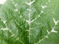 The leaves of the honey gourd plant have a nice texture