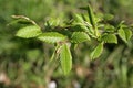 Leaves of hornbeam in spring Royalty Free Stock Photo