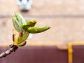 Leaves of horse-chestnut tree and wall of house Royalty Free Stock Photo
