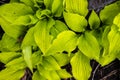 Hosta Cultivar `Boyz Toy` Royalty Free Stock Photo