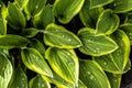 Hosta Cultivar `Hush Puppy` Royalty Free Stock Photo