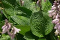 Leaves of hosta with droplets of water with lotus effects Royalty Free Stock Photo