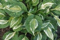 Leaves of hosta Striptease in the summer in the garden. natural background Royalty Free Stock Photo