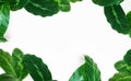 Leaves of houseplant Calathea on a white background. Top view, background for design with copy space