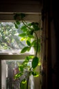 Leaves of a houseplant leaning against a window Royalty Free Stock Photo