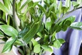 Leaves of houseplant Zamioculcas or Zanzibar Gem Plant