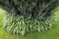 leaves of a huge hosta bush fringing a juniper tree, spoiled by pests (caterpillars