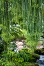 Leaves of Huperzia ferns or keeled tassel fern, Green leaves hanging vertical lines pattern on natural background