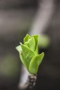 Leaves of a hydrangea