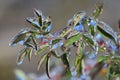 Leaves in ice captivity Royalty Free Stock Photo