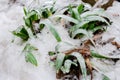 Leaves in Ice. Flowers covered with ice. Freezing outside