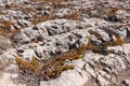 Leaves of the Ice plant, Carpobrotus edulis Royalty Free Stock Photo