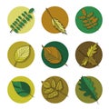 Leaves icon. green leaf of forest tree. Royalty Free Stock Photo