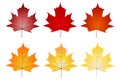 Six fall, maple leaves, white background Royalty Free Stock Photo