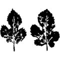 Leaves imprint, sheet printing