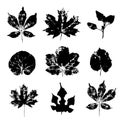 Leaves imprints set isolated on white background vector Royalty Free Stock Photo