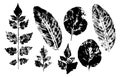 Leaves imprints set isolated on white background vector Royalty Free Stock Photo