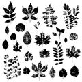 Leaves imprints set isolated on white background vector Royalty Free Stock Photo