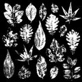 Leaves imprints set. Vector illustration Royalty Free Stock Photo