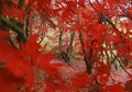 Through the leaves