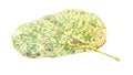 The leaves are infected with fungal diseases, water droplets, white background
