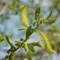 Leaves and inflorescence of a white willow Salix alba Royalty Free Stock Photo