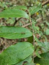 leaves, insects, nature forest small animals ants green plants