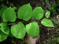 Leaves of the invasive species Japanese knotweed plant growing in a forest.