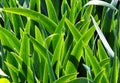 Leaves of iris in the morning - green natural background Royalty Free Stock Photo