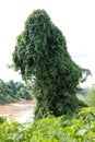 Leaves, ivy-covered tree.