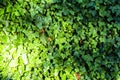 Leaves of ivy covering the wall Royalty Free Stock Photo